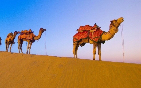 Camel Safari Pushkar